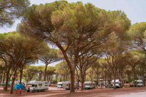 un gruppo di cammelli parcheggiato di fronte agli alberi di Camping Village S'Ena Arrubia ad Arborea