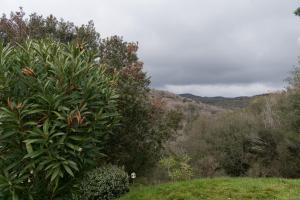 ein großer grüner Busch auf einem Feld mit Bäumen in der Unterkunft Sonia Flat - Hillside Retreat in Finale Ligure