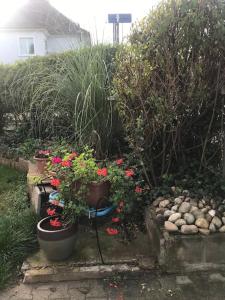 einen Garten mit Topfpflanzen und Blumen in Töpfen in der Unterkunft Appartement à la découverte de Strasbourg in Bischheim