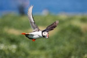 um pássaro voando no ar com suas asas para fora em Carradale Guest House em Lerwick