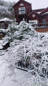 pokryte śniegiem drzewo przed domem w obiekcie Sisilli Pension w mieście Pjongczang