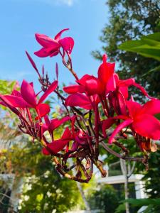 Roshe-Sky Guest House Colombo في Mahabage: مجموعة من الزهور الحمراء على شجرة