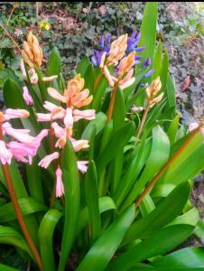 un grupo de flores en un jardín en Les Maisons des Fleurs /IL NIDO DELLE CIVETTE, en Canossa