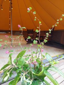 a tent with a bunch of plants and flowers at Glamping Hoeve Thenaers in Gingelom