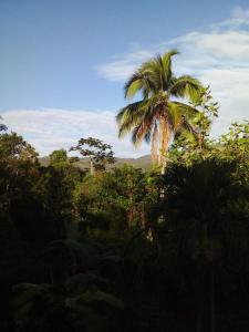 a palm tree in the middle of a forest at Lovely 1-Bed Cottage in St catherine Jamaica in Ewarton