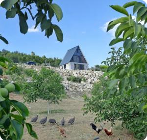 a flock of chickens in a field with a house at Canerbey Çiftlik in Ovacık