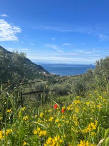 a field of flowers with the ocean in the background at Olivetta House Holiday in Moneglia