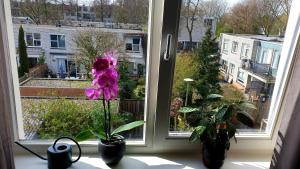 Amor Guesthouse外面的花园