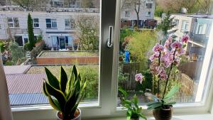 Amor Guesthouse外面的花园