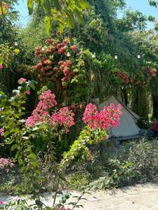 a garden with pink flowers and a tent at Suối Đá F-Glamping in Ấp Long Lâm