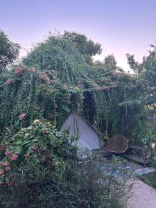 Ấp Long Lâm的住宿－Suối Đá F-Glamping，种满鲜花的花园,长凳和围栏