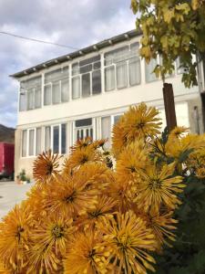 Zahrada ubytování Guesthouse _ DAVITI