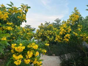 Ấp Long Lâm的住宿－Suối Đá F-Glamping，花园里的一束黄色花