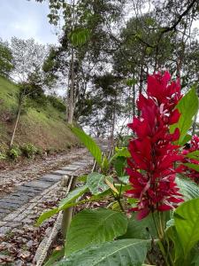 a red flower growing next to a road at Chalé Ipê Branco in Pedra Azul