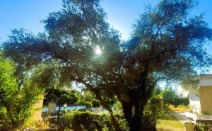 een boom in een tuin met de zon erachter bij Las Arboledas alojamiento rural in Baeza