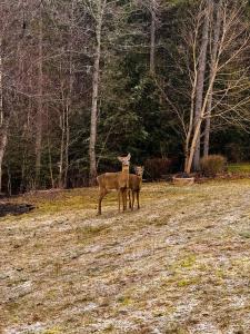 two deer standing in a field with trees in the background at Nitomik Private Suite in Halifax