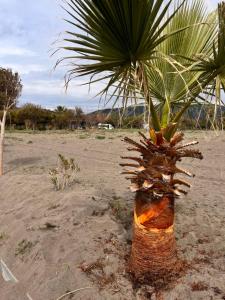 a palm tree in the middle of a field at LAKOS KARAVAN - SARIGERME BEACH in Dalaman