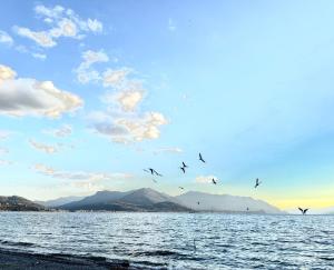 a flock of birds flying over a body of water at Casa del Borgo "Aria & Acqua" sul Lago Maggiore in Maccagno Inferiore