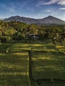a field of grass with a mountain in the background at Coconut Homestay Tetebatu in Tetebatu +50 photos