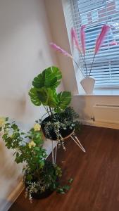 Bushbury的住宿－Glamshouse，两盆植物坐在窗边的地板上
