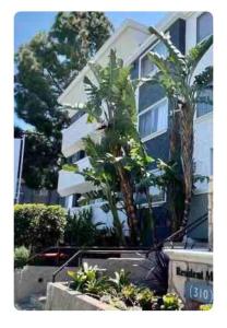 two palm trees in front of a building at Gorgeous 1 bedroom Beverly Hills in Los Angeles