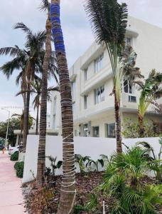 a group of palm trees in front of a building at Ocean Dream in Miami Beach