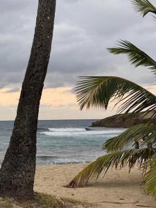 uma palmeira numa praia com o oceano em Marie Guest House (A/C entire house) em Camuy