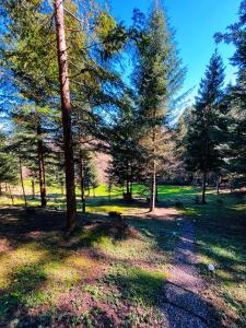 un groupe d'arbres dans un champ avec de l'herbe dans l'établissement Silence Glamp - Glamping Bieszczady, à Ustrzyki Dolne