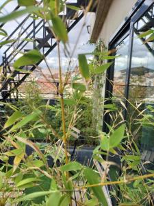 a plant in a greenhouse with a view of a city at Hostel Faro Málaga modern & luxury in Málaga