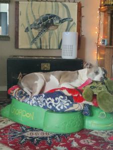 a dog laying on a bed on a pillow at Turtle's Room in Las Vegas