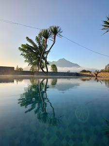 a palm tree in the middle of a body of water at Batur Homestay and Lodge in Bangli