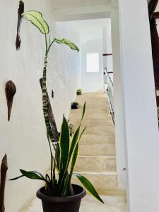 Fotografie z fotogalerie ubytování Kin studios holbox v destinaci Ostrov Holbox