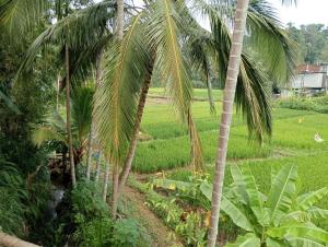a field of palm trees and a field of grass at Power Zone Guest House in Matale