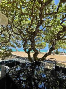 un árbol y un banco frente a una playa en Villa No2 - Sun Tan Palmar, en Belle Mare