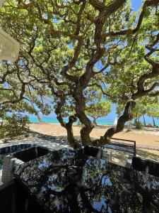 a tree and a bench in front of a beach at Villa No2 - Sun Tan Palmar in Belle Mare