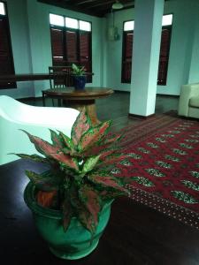 una pianta in vaso seduta su un tavolo in una stanza di thesanctuary@telagapapan a Kampung Hulu Caluk