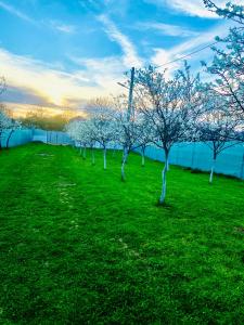 a row of trees in a field of grass at Tacchini's Home in Plosca