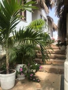 a group of potted plants in front of a house at Hotel Smiling Crab in Canoas de Punta Sal