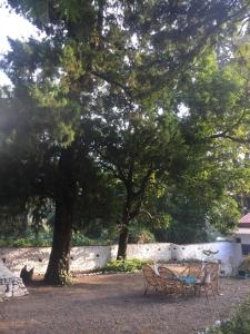 dos sillas sentadas bajo dos árboles en un parque en The Vergomont - A heritage homestay near Nainital en Nainital