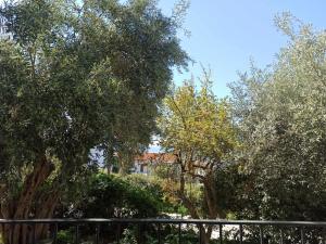 un gruppo di alberi e una recinzione in un parco di Greekowl apartments a Città di Skiathos