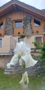 uma flor branca em frente a uma casa em Valle D'Aosta a 360° - Ideal for smart working em Aymavilles
