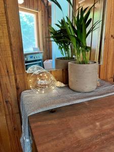 dois vasos de plantas sentados num balcão numa sala em Vila Strėva em Kozelkiskes