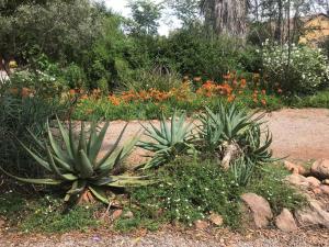 dos suculentas plantas en un jardín con flores en Aloe Klerksdorp, en Klerksdorp