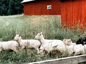 una manada de ovejas parada frente a un granero rojo en 2 person holiday home in N SSJ, en Nässjö