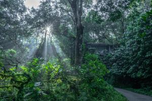 un sol brillando entre los árboles en un bosque en Wayanad Wild - Rainforest Lodge by CGH Earth en Vythiri