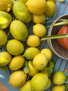 a bunch of lemons sitting on a table at El Patio del Limonero in Écija