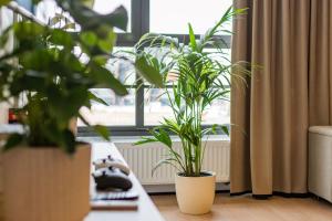 zwei Topfpflanzen auf einem Tisch vor einem Fenster in der Unterkunft Doki - Luxury Voyager by Grand Apartments in Danzig