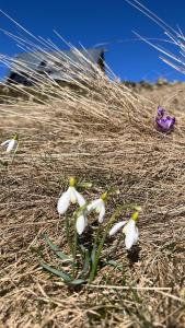 a group of white flowers in the grass at Birdshouse Parang in Petroşani