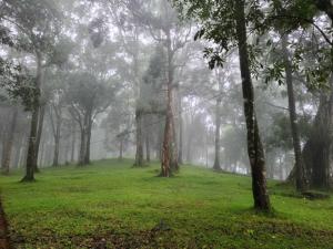 a foggy forest with trees and green grass at 900 Woods Wayanad Eco Resort - 300 Acre Forest Property Near Glass Bridge in Meppādi
