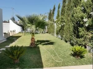 un palmier dans une cour avec un tuyau dans l'établissement Maison LIANE familiale au calme, à Hammamet